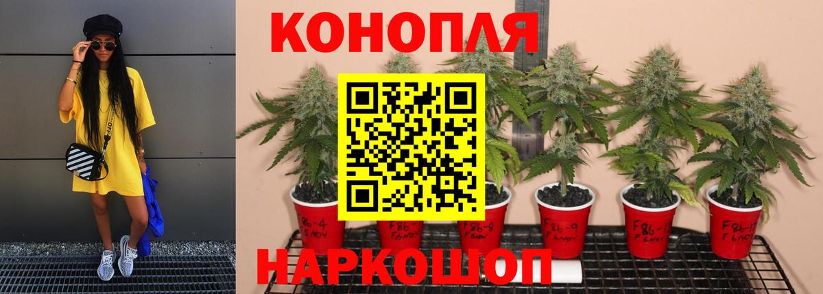 Бошки Шишки планчик  Бошки Шишки AK-47  Вход с VPN  Фурманов  Бошки марихуана SATIVA & INDICA 